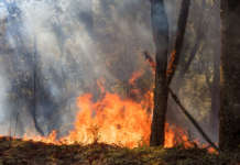 Incendi boschivi