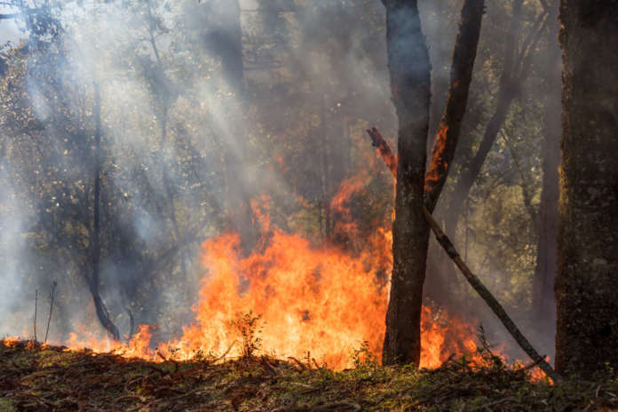 Incendi boschivi