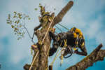 Sicurezza dei lavori su alberi